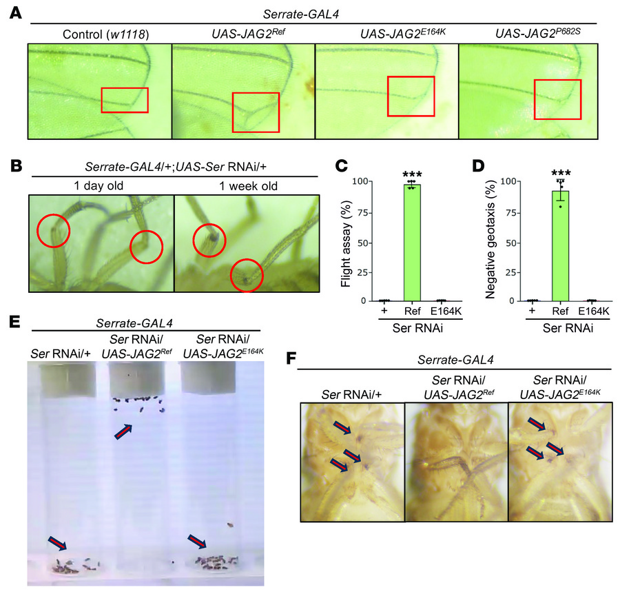 Reference human JAG2 rescues Ser deficiency in Drosophila, while the hum...
