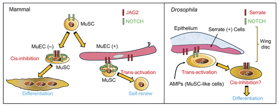 A diagram illustrating the role of Jag2 expression in mammal and Drosoph...