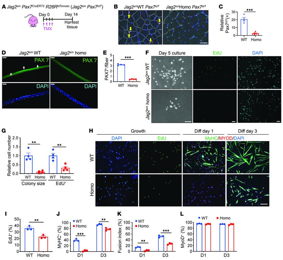 MuSCs are depleted in Jag2sm homozygous mice.
(A) Jag2sm Pax7CreERT2 R26...