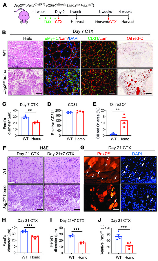
Jag2sm hypomorphic mice have muscle regenerative defects.
(A) Single or...