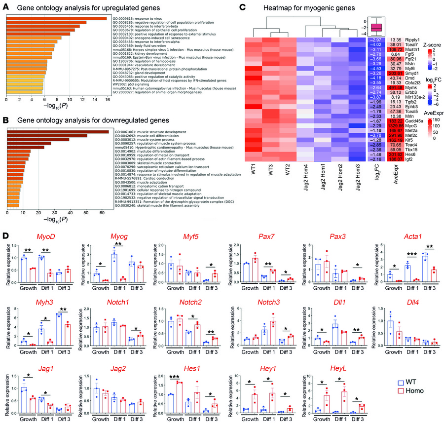 RNA-seq for gene expression profiles in Jag2sm versus WT MuSCs.
(A) Meta...