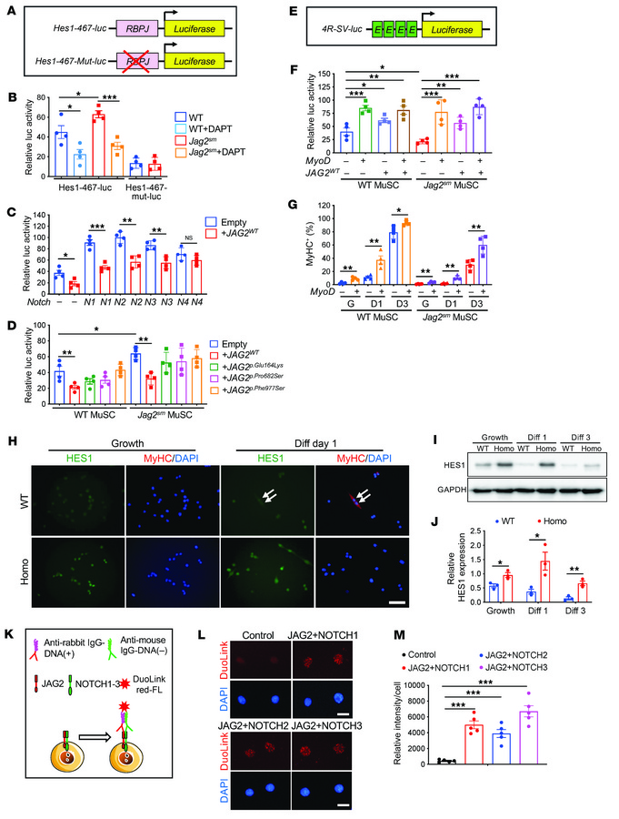 Human JAG2 suppresses NOTCH signaling and promotes myogenesis.
(A) Luc v...