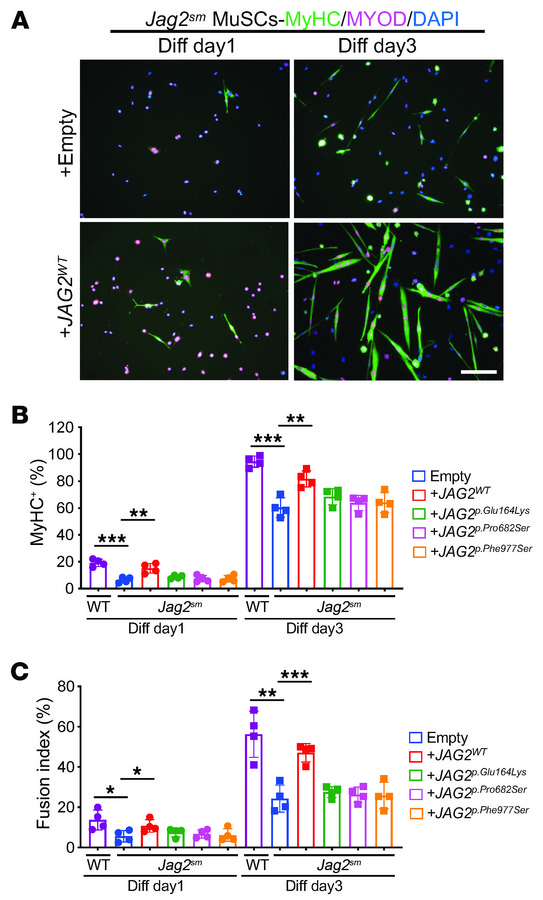 Overexpression of human JAG2 rescues differentiation defects in Jag2sm M...