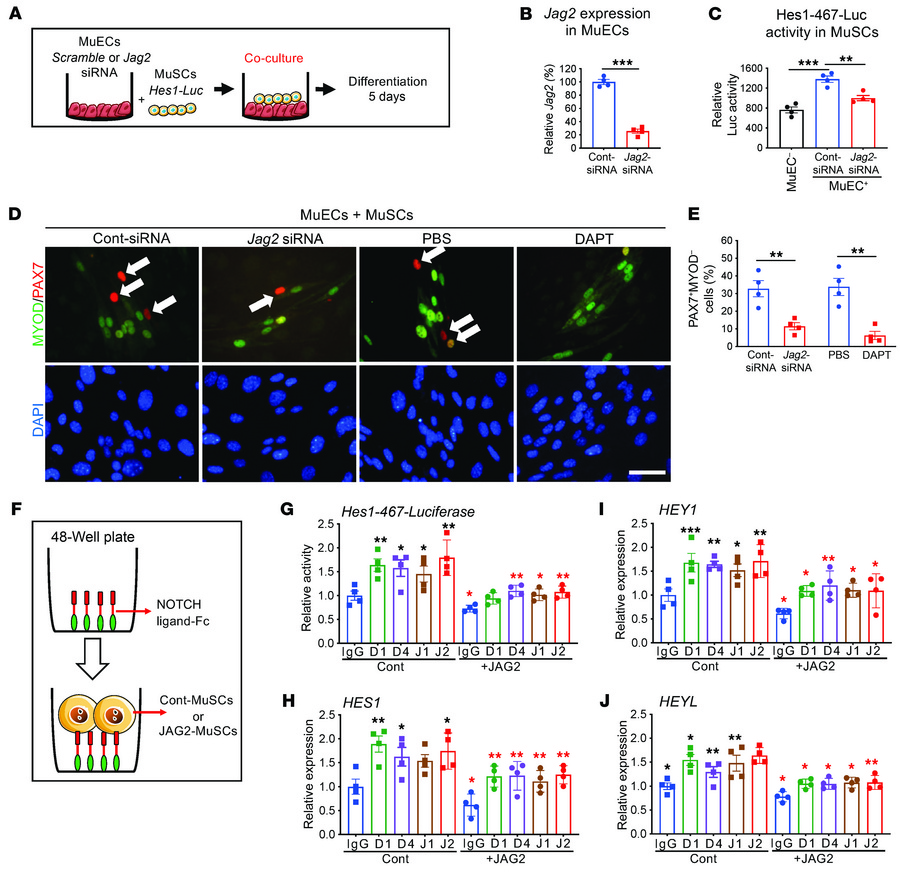 MuSC and MuEC coculture experiments.
(A) MuSCs were transfected with Hes...