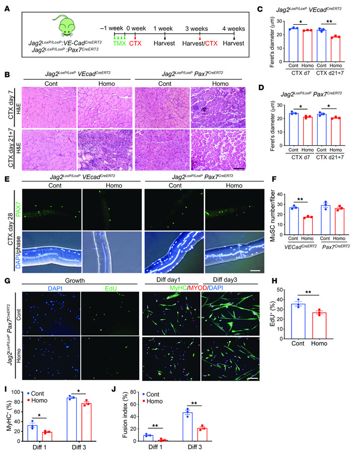 Reduced self-renewal in Jag2LoxP/LoxP VEcadCreERT2 and reduced regenerat...
