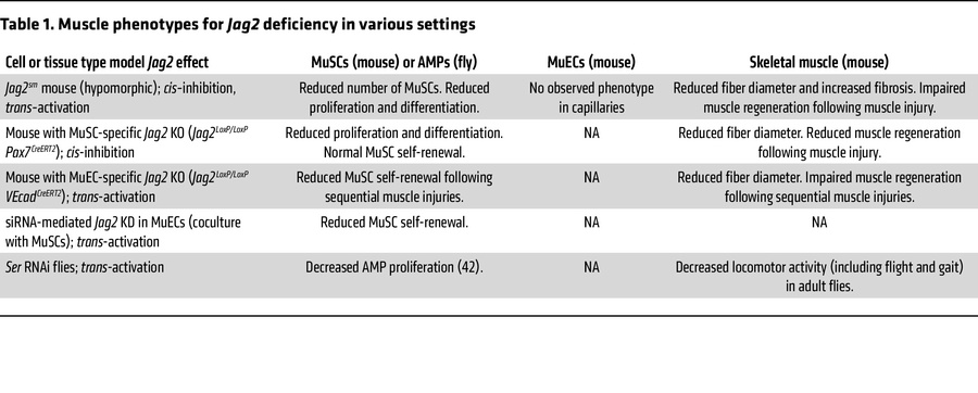 Muscle phenotypes for Jag2 deficiency in various settings