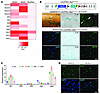 Jag2 is expressed in MuSCs and MuECs.