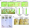 Reference human JAG2 rescues Ser deficiency in Drosophila, while the human