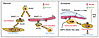 A diagram illustrating the role of Jag2 expression in mammal and Drosophila