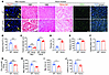 Muscle phenotypes in Jag2sm mice.
