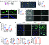 MuSCs are depleted in Jag2sm homozygous mice.