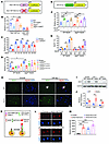 Human JAG2 suppresses NOTCH signaling and promotes myogenesis.