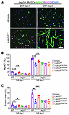Overexpression of human JAG2 rescues differentiation defects in Jag2sm MuSC