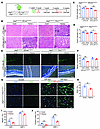 Reduced self-renewal in Jag2LoxP/LoxP VEcadCreERT2 and reduced regeneration