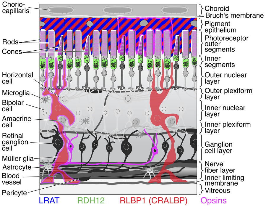 Retinoid-related protein expression in mouse retina.
Rhodopsin is concen...