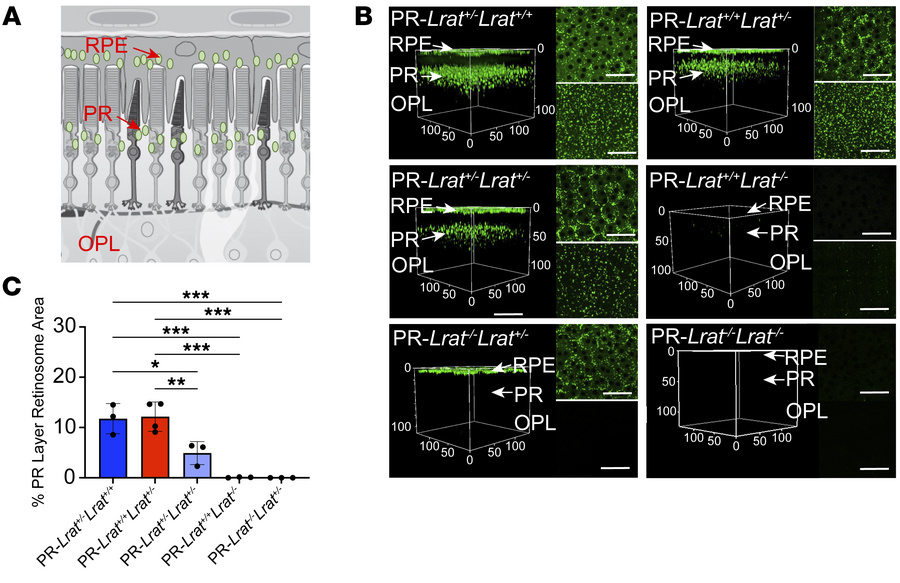 RE structures in mice expressing LRAT under the Gcap1 promoter.
(A) Cros...