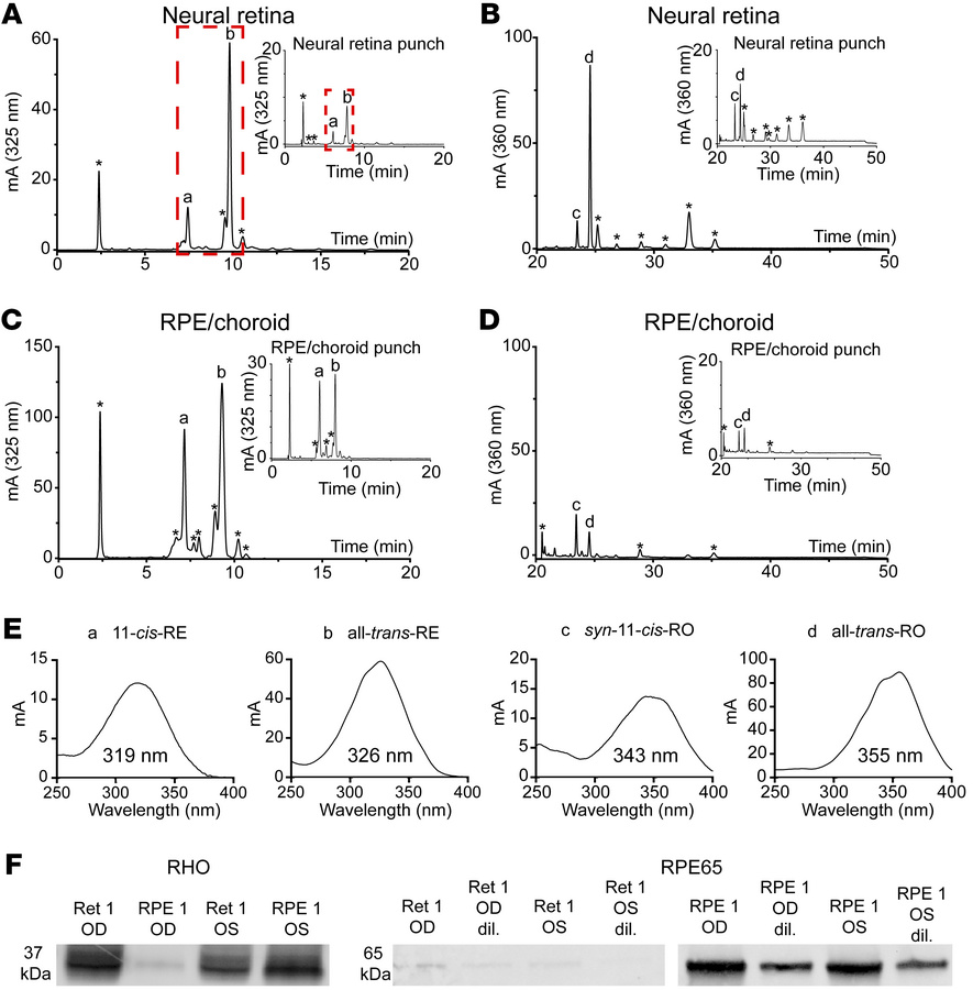 Retinoid analyses of dissected human neural retina and RPE/choroid tissu...