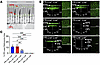 RE structures in mice expressing LRAT under the Gcap1 promoter.
