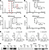 Retinoid analyses of dissected human neural retina and RPE/choroid tissue.