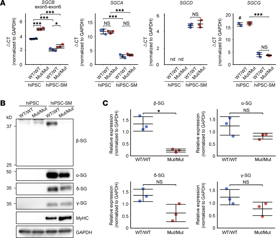 Sarcoglycan subunit expression in hiPSC–derived skeletal myocytes.
(A) q...