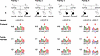 Pedigrees of 4 unrelated families carrying the SGCB c.243+6T>A variant.