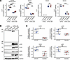 Sarcoglycan subunit expression in hiPSC–derived skeletal myocytes.
