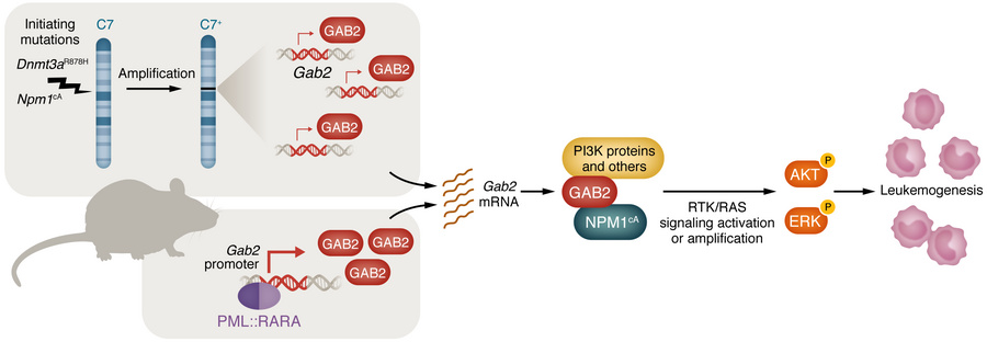 GAB2 links initiating mutations and progression signaling in myeloid leu...