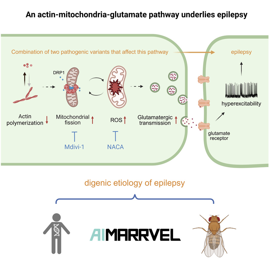 graphical abstract