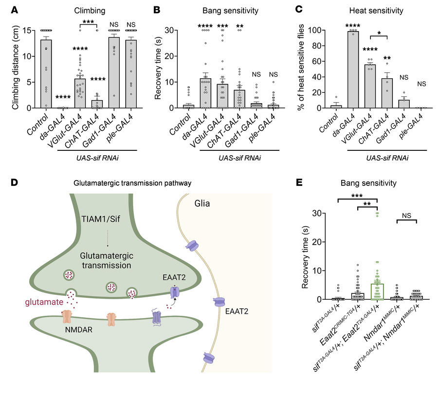 Behavioral defects in sif LoF mutants are mediated by glutamatergic and ...