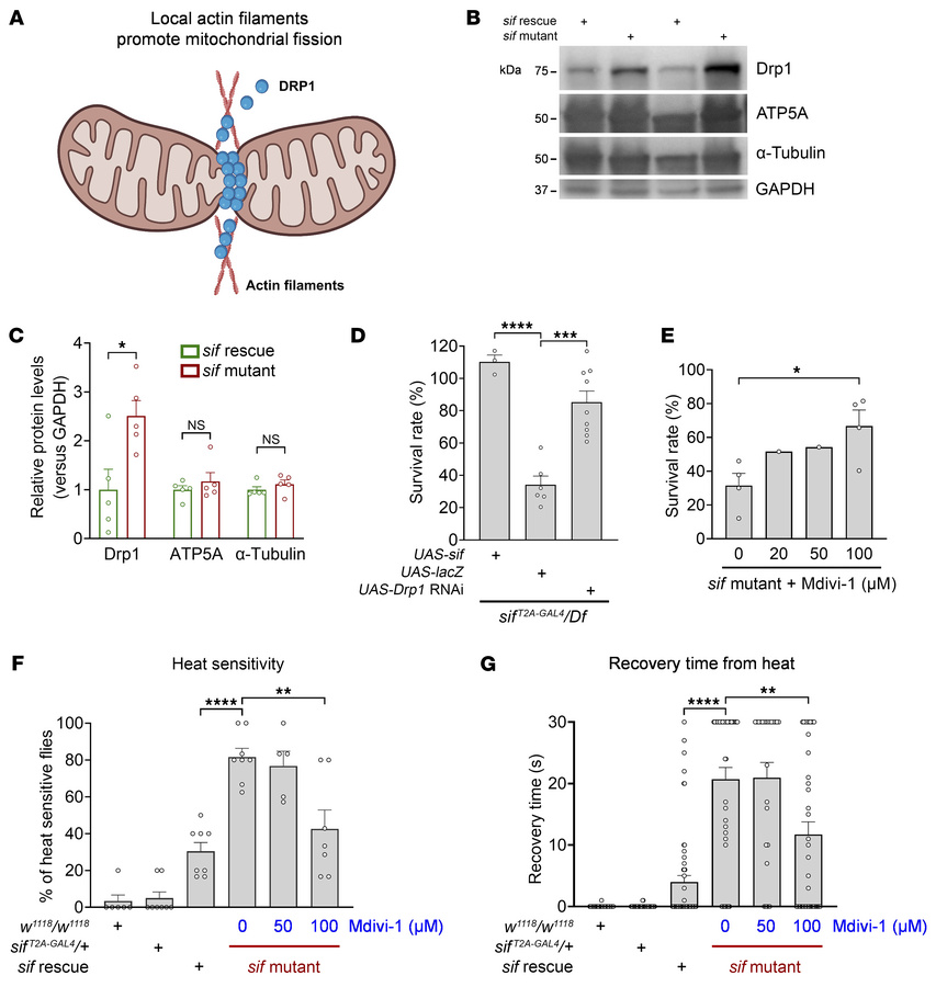 Inhibition of mitochondrial fission significantly rescues sif LoF phenot...