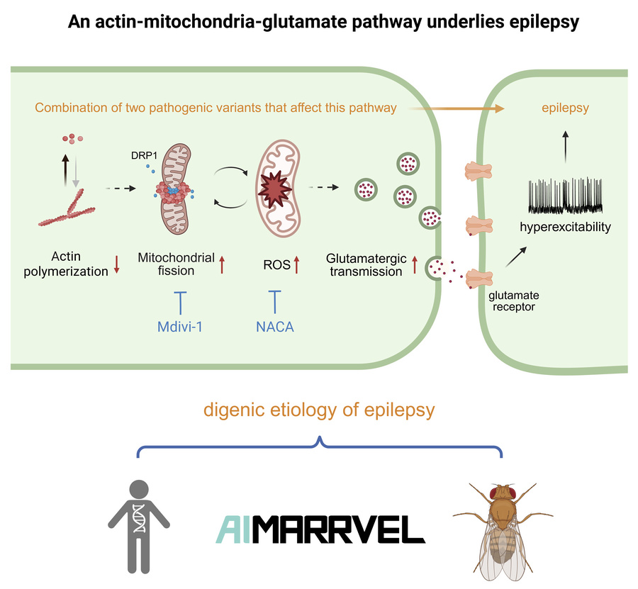 graphical abstract