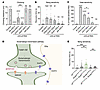 Behavioral defects in sif LoF mutants are mediated by glutamatergic and cho