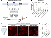 Actin polymerization defects are associated with seizures.