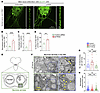 sif loss leads to an accumulation of mitochondria in glutamatergic neurons.