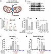 Inhibition of mitochondrial fission significantly rescues sif LoF phenotype