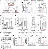 Inhibition of mitochondrial ROS using NACA significantly rescues sif LoF ph