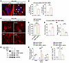 Knockdown of TIAM1 in mammalian cells leads to reduced actin polymerization