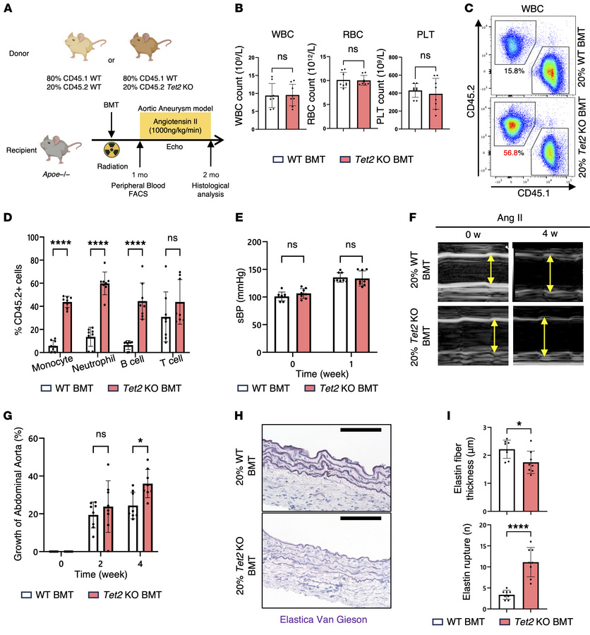 Clonal hematopoietic mouse model shows greater aortic aneurysm formation...