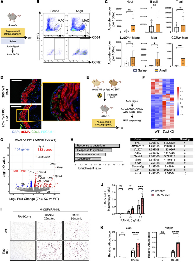 BM-derived macrophage involvement in experimental aortic aneurysm.
(A) S...