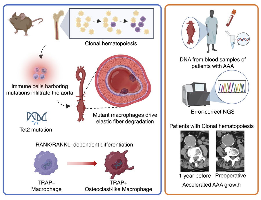 graphical abstract