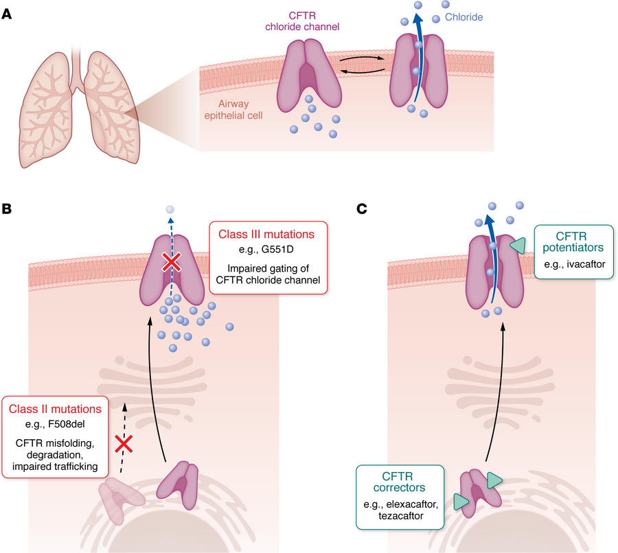 Mechanisms of action of CFTR modulators.
(A) Normal CFTR function permit...