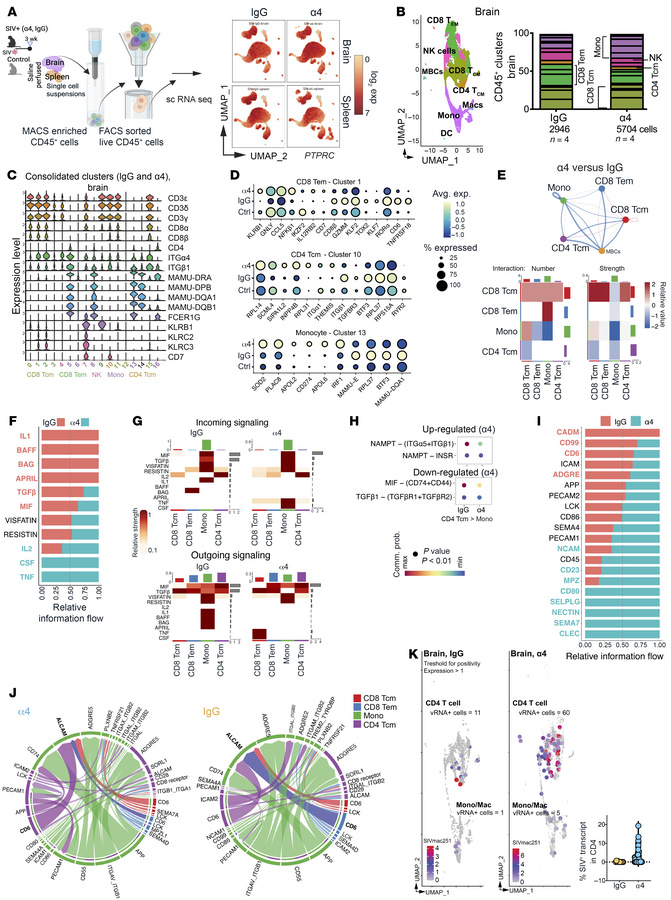 Single-cell transcriptomics reveals disrupted immune coordination and al...