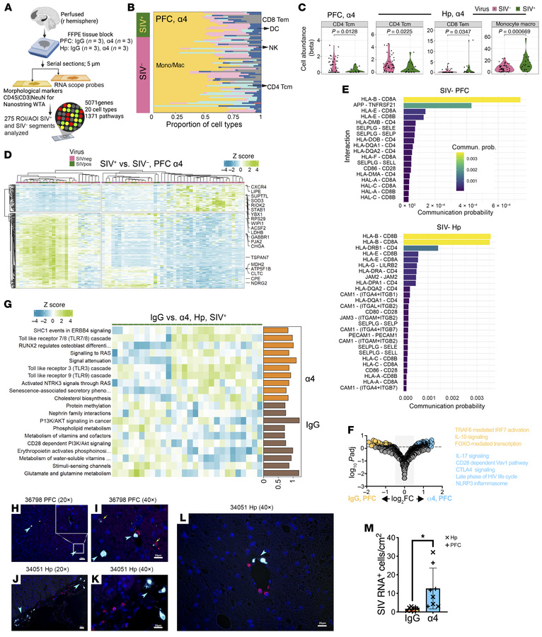 Neuroimmune activation and spatial immune organization in prefrontal cor...