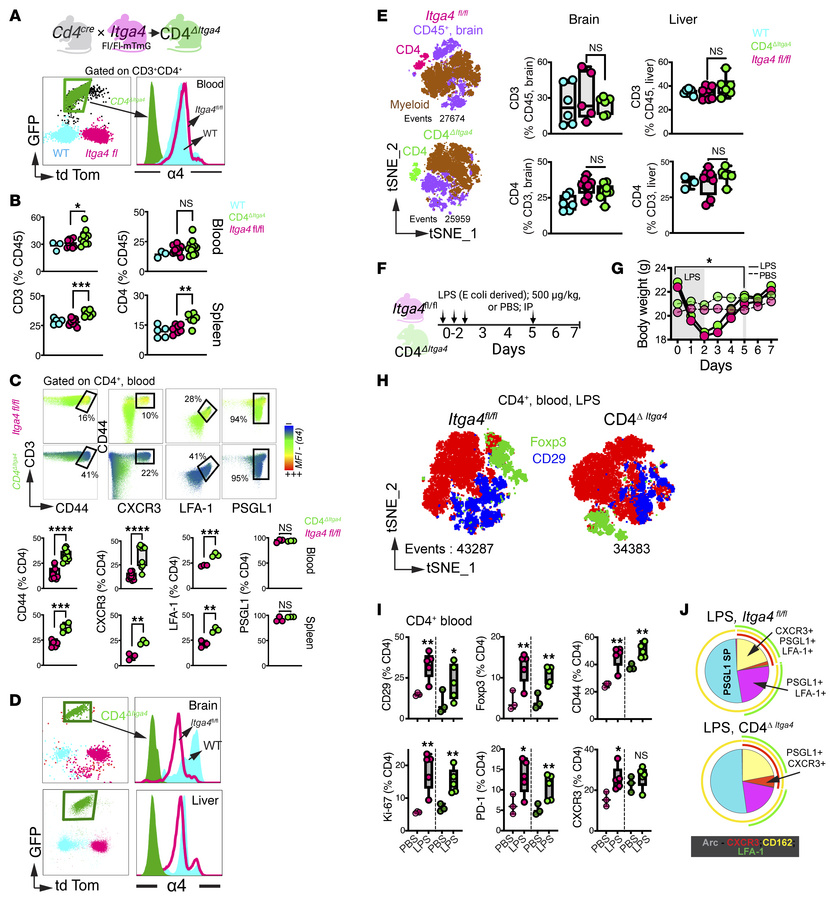 α4 Integrin is dispensable for CD4+ T cell access to the brain parenchym...