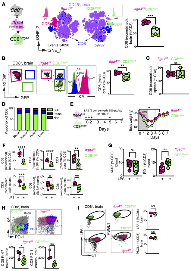 α4 Integrin regulates CD8+ T cell migration into the CNS and its borders...