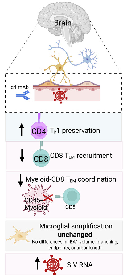 graphical abstract