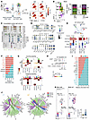 Single-cell transcriptomics reveals disrupted immune coordination and alter