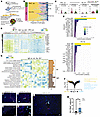 Neuroimmune activation and spatial immune organization in prefrontal cortex