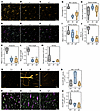 α4 Blockade does not attenuate SIV-induced microglial activation in hippoca