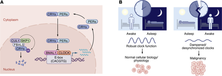 The molecular clock regulates physiological rhythms and influences cance...